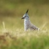 Holub hnedochocholaty - Ocyphaps lophotes - Crested Pigeon o7133